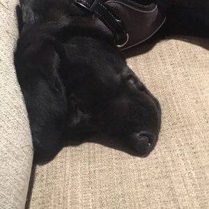 Meet your Posher, Riley